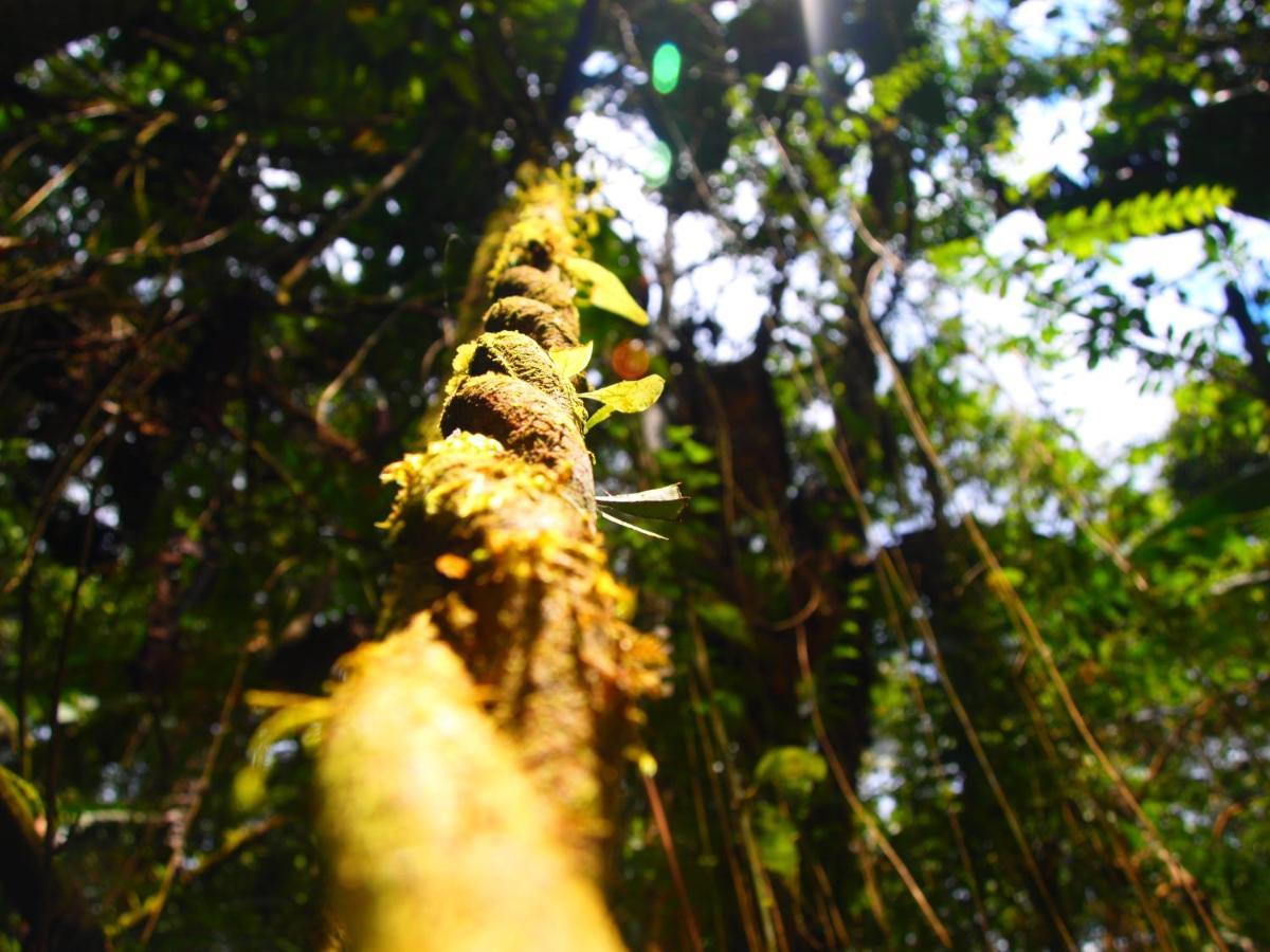 Vila Casa En Santuario Natural En La Amazonia Veracruz  Exteriér fotografie