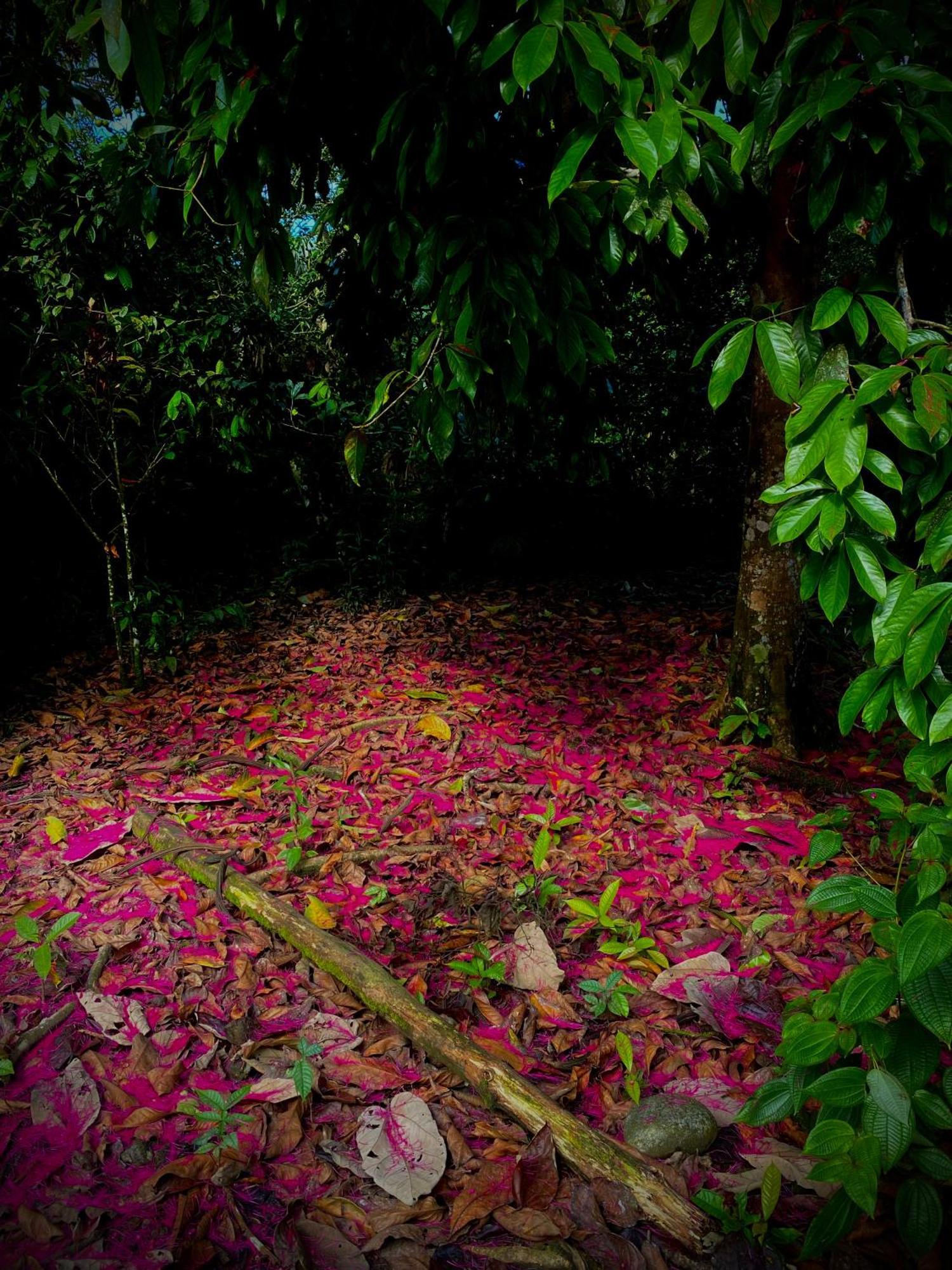 Vila Casa En Santuario Natural En La Amazonia Veracruz  Exteriér fotografie